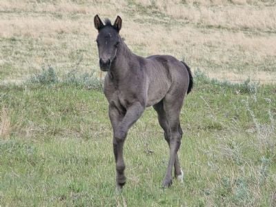 Journey Topsail JW <BR>AQHA PENDING